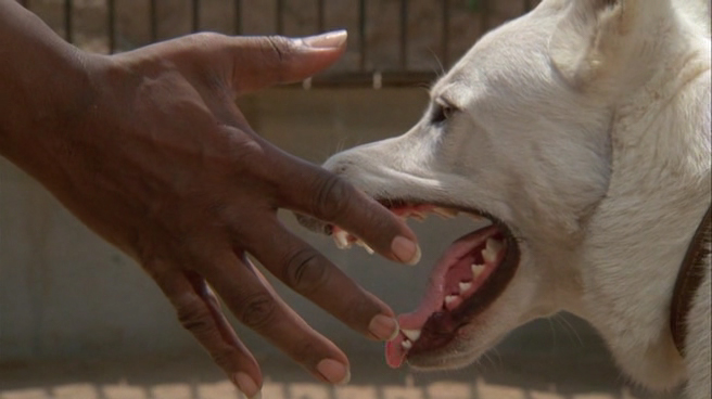 White Dog White Dog