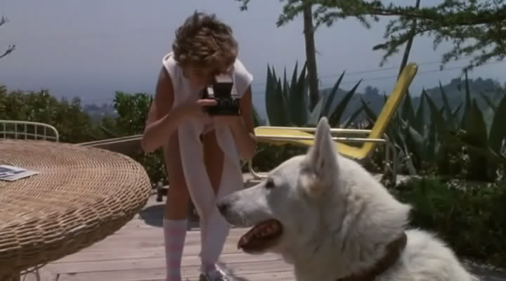 White Dog White Dog
