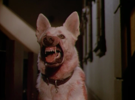 White Dog