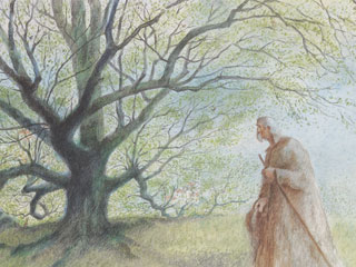 The Man Who Planted Trees