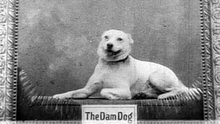 The Whole Dam Family and the Dam Dog The Whole Dam Family and the Dam Dog