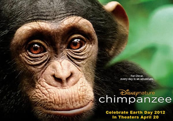 Chimpanzee