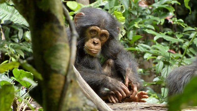 Chimpanzee