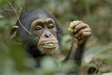 Chimpanzee