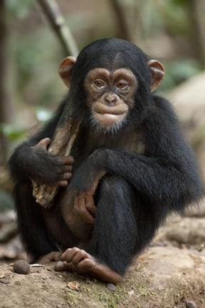 Chimpanzee