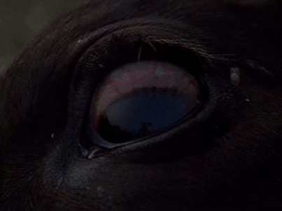 Come and See (1985)