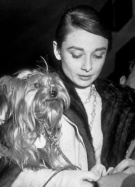 Audrey Hepburn Audrey Hepburn