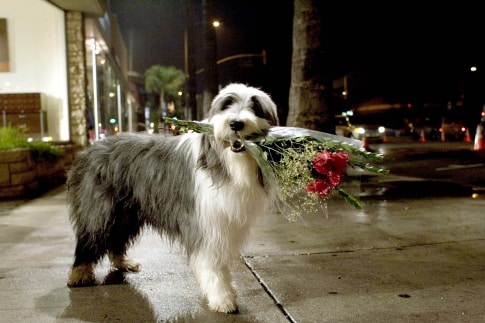 The Shaggy Dog