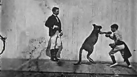 The Boxing Kangaroo