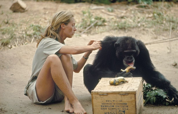 Jane Goodall Jane Goodall