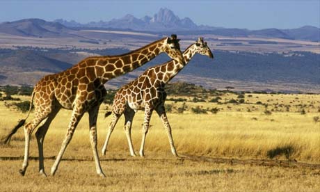 Kenya Kenya