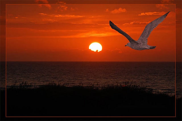 Jonathan Livingston Seagull 