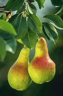 Pear Pear