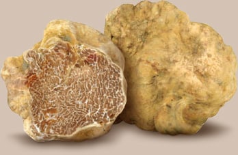 White truffle