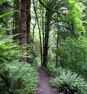 Forest Park (Portland Oregon) Forest Park (Portland Oregon)