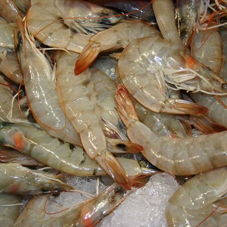 Prawns