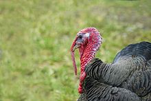 Turkey Turkey
