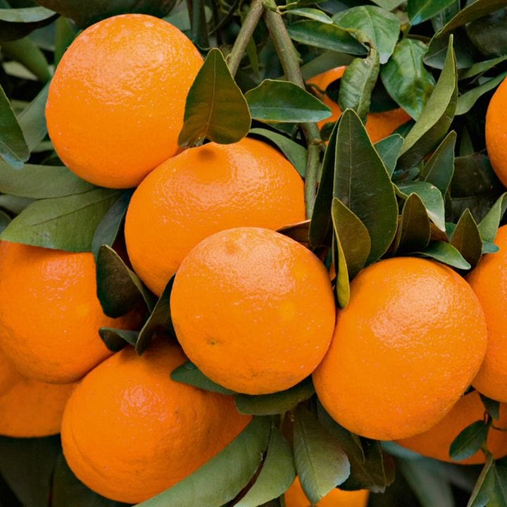 Mandarin 