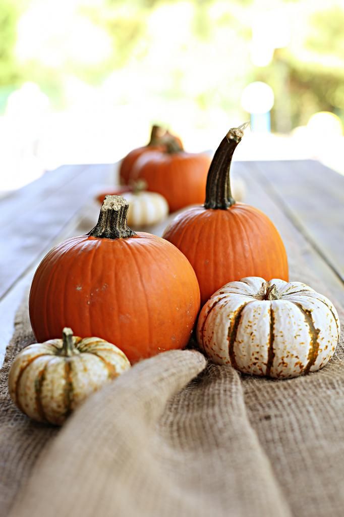 Pumpkin Pumpkin