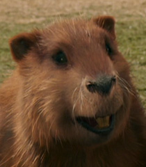Mr. Beaver