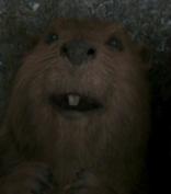 Mrs. Beaver