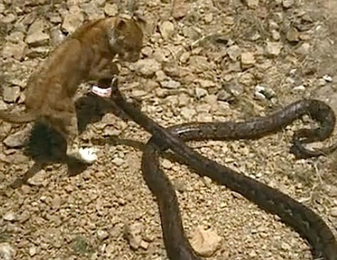 Living Free (1972)