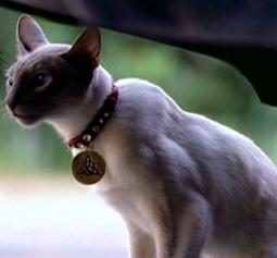 Kit (Charmed)