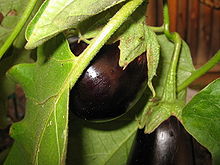 Eggplant (Aubergine)