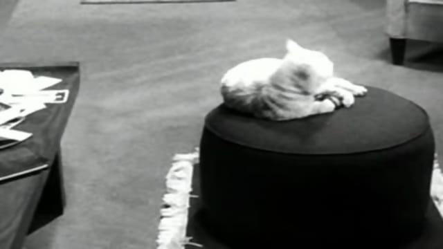The Incredible Shrinking Man