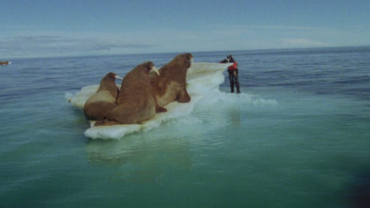 Arctic Tale
