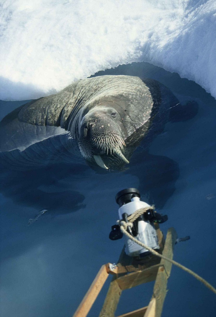 Arctic Tale