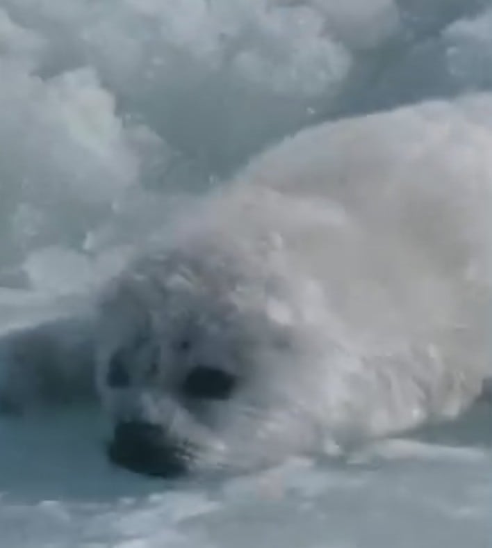 Arctic Tale