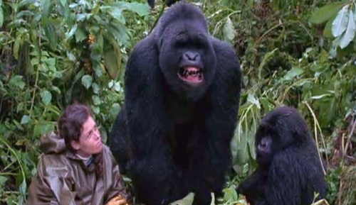 Gorillas in the Mist Gorillas in the Mist