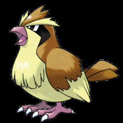 Pidgey