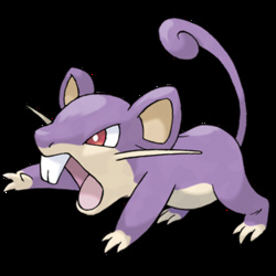 Rattata