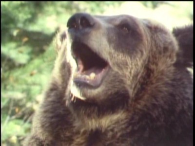 The Life and Times of Grizzly Adams (1974)
