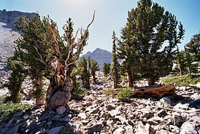 Great Basin National Park