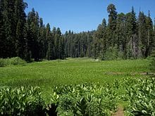 Sequoia National Park