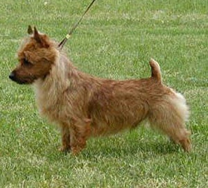 Australian Terrier