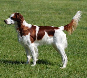 Irish Red and White Setter