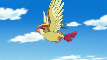 Pidgeot