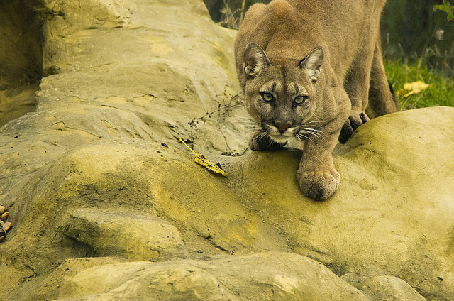 The Big Cat The Big Cat