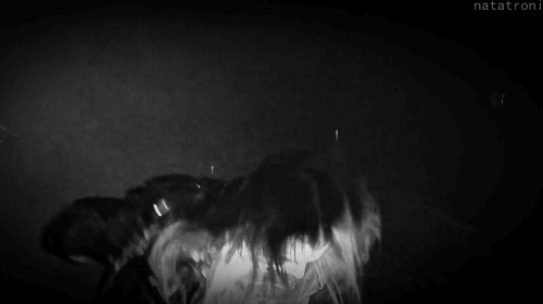 Taake