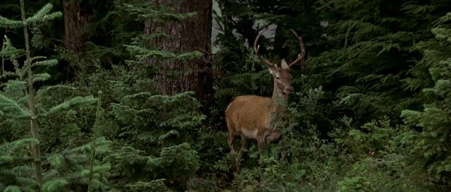 The Deer Hunter