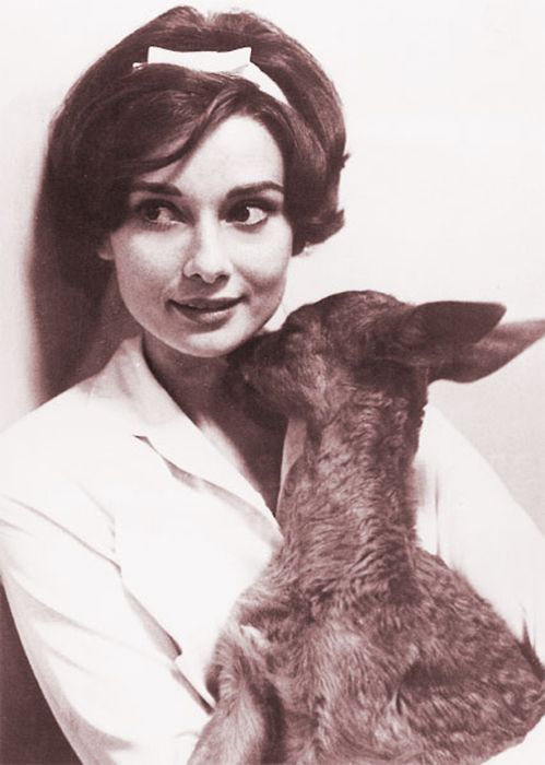 Audrey Hepburn Audrey Hepburn
