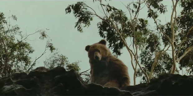 Bear Bear