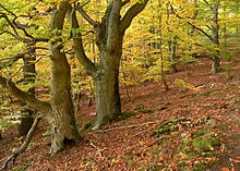 Kellerwald-Edersee National Park