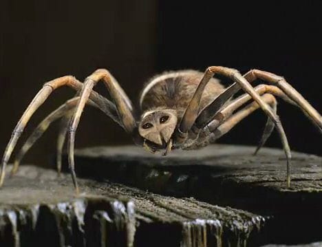 Charlotte's Web