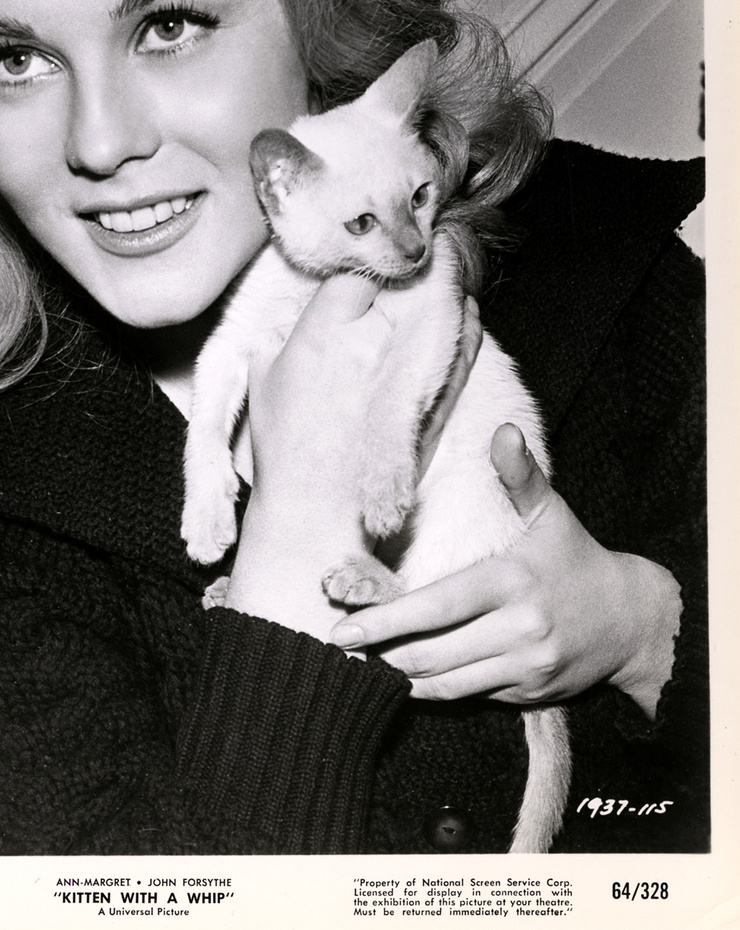 Kitten with a Whip