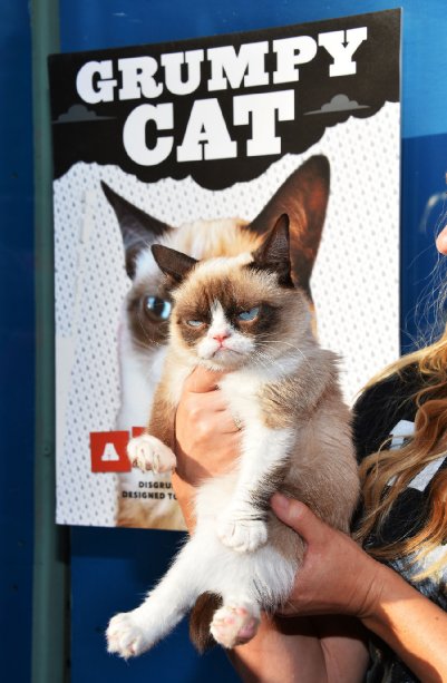 Grumpy Cat